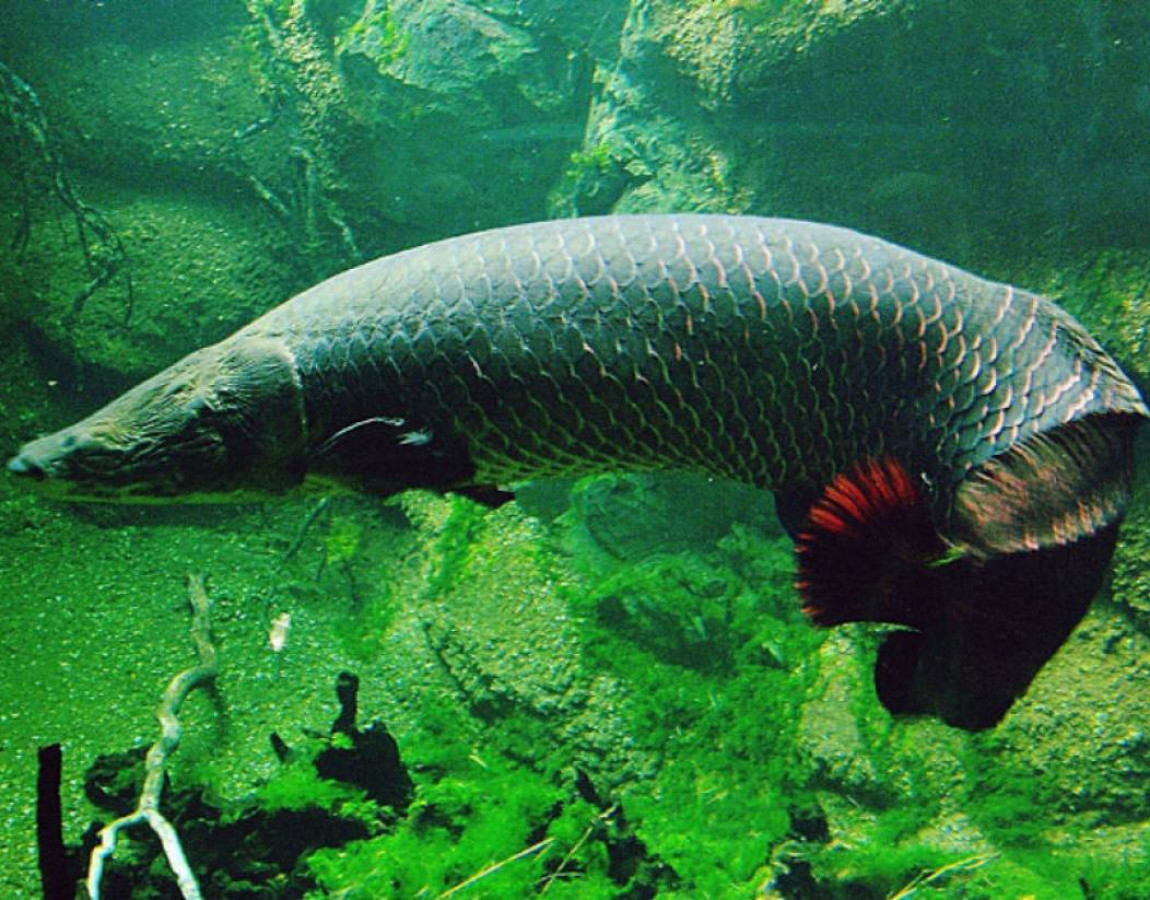 FAUNA AMAZÔNICA