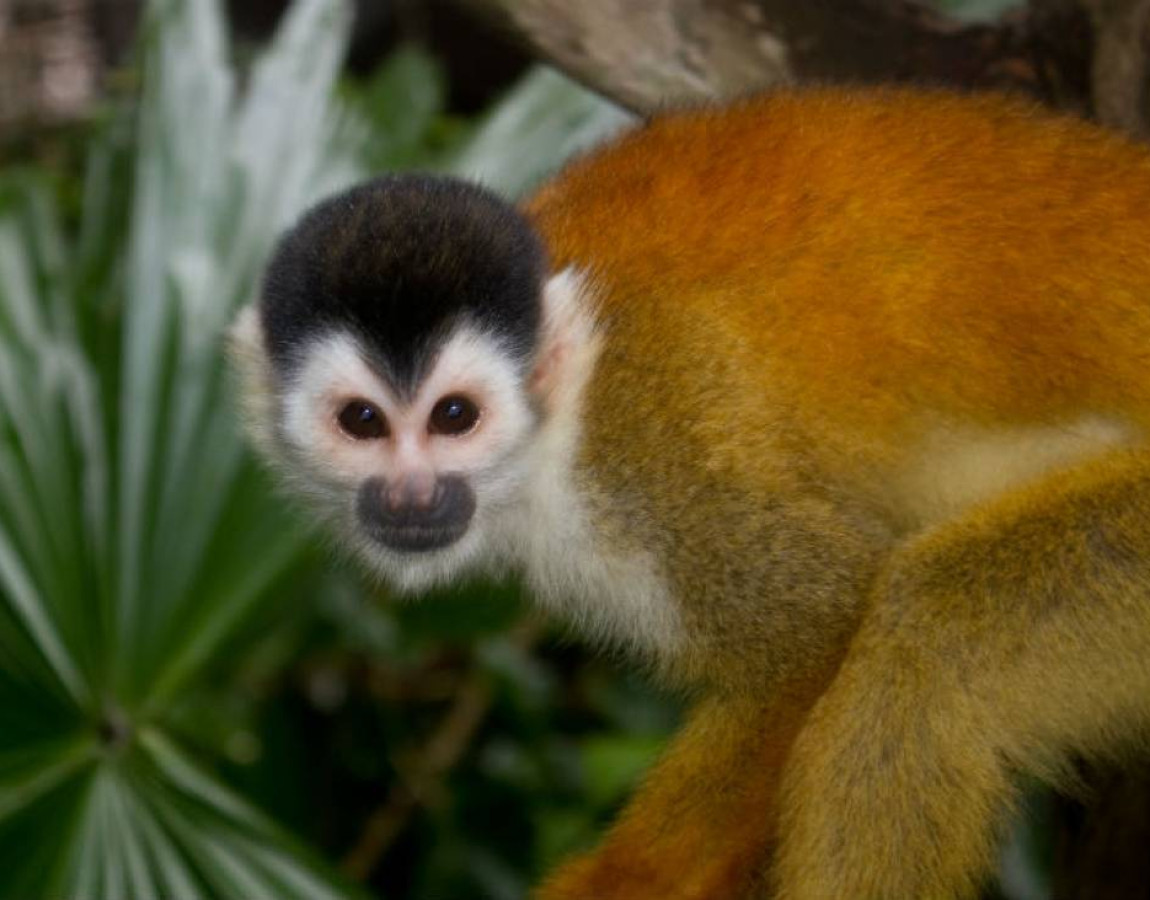 FAUNA AMAZÔNICA